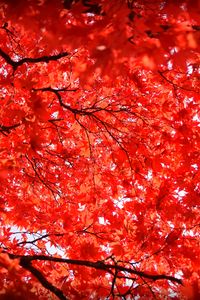 Preview wallpaper maple, leaves, branches, nature, red