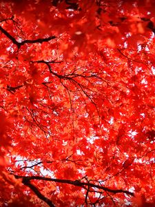 Preview wallpaper maple, leaves, branches, nature, red