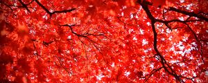 Preview wallpaper maple, leaves, branches, nature, red