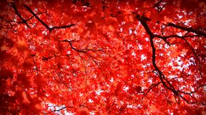 Preview wallpaper maple, leaves, branches, nature, red