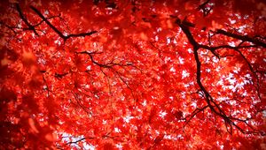 Preview wallpaper maple, leaves, branches, nature, red