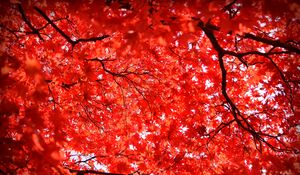 Preview wallpaper maple, leaves, branches, nature, red
