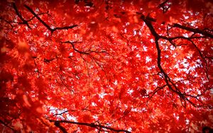 Preview wallpaper maple, leaves, branches, nature, red