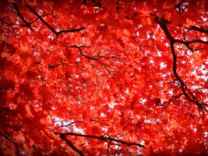 Preview wallpaper maple, leaves, branches, nature, red