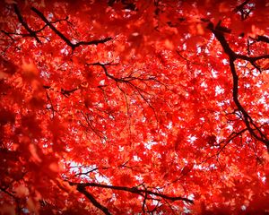 Preview wallpaper maple, leaves, branches, nature, red