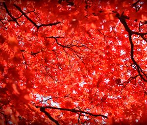 Preview wallpaper maple, leaves, branches, nature, red