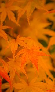Preview wallpaper maple, leaves, branches, autumn, nature