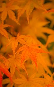 Preview wallpaper maple, leaves, branches, autumn, nature