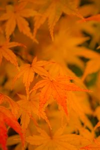 Preview wallpaper maple, leaves, branches, autumn, nature