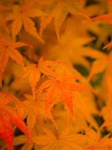 Preview wallpaper maple, leaves, branches, autumn, nature