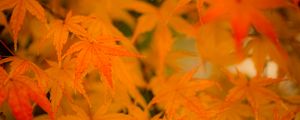 Preview wallpaper maple, leaves, branches, autumn, nature
