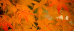 Preview wallpaper maple, leaves, branches, autumn, nature