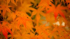 Preview wallpaper maple, leaves, branches, autumn, nature