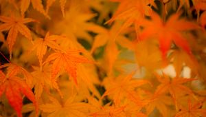 Preview wallpaper maple, leaves, branches, autumn, nature