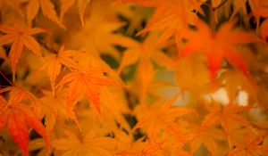 Preview wallpaper maple, leaves, branches, autumn, nature