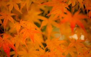 Preview wallpaper maple, leaves, branches, autumn, nature