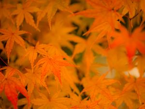 Preview wallpaper maple, leaves, branches, autumn, nature