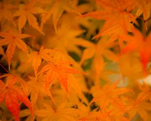 Preview wallpaper maple, leaves, branches, autumn, nature