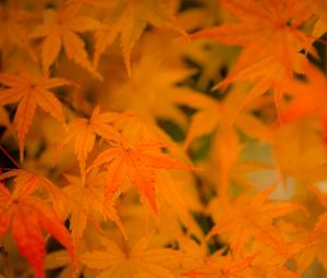 Preview wallpaper maple, leaves, branches, autumn, nature