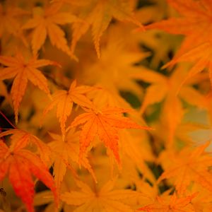 Preview wallpaper maple, leaves, branches, autumn, nature
