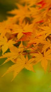 Preview wallpaper maple, leaves, branches, nature, autumn