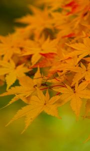 Preview wallpaper maple, leaves, branches, nature, autumn