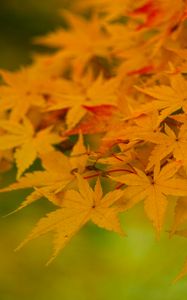 Preview wallpaper maple, leaves, branches, nature, autumn