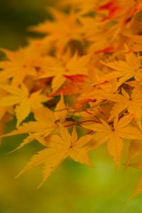 Preview wallpaper maple, leaves, branches, nature, autumn
