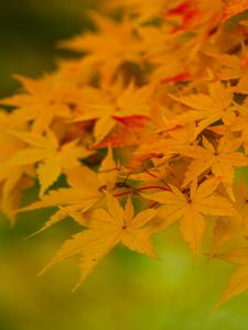 Preview wallpaper maple, leaves, branches, nature, autumn