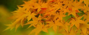 Preview wallpaper maple, leaves, branches, nature, autumn