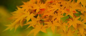 Preview wallpaper maple, leaves, branches, nature, autumn