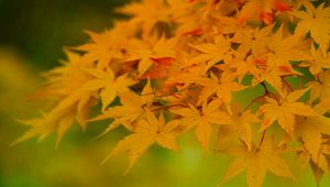 Preview wallpaper maple, leaves, branches, nature, autumn