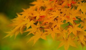 Preview wallpaper maple, leaves, branches, nature, autumn