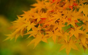 Preview wallpaper maple, leaves, branches, nature, autumn