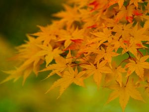 Preview wallpaper maple, leaves, branches, nature, autumn