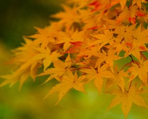 Preview wallpaper maple, leaves, branches, nature, autumn