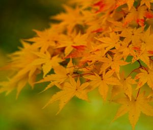 Preview wallpaper maple, leaves, branches, nature, autumn