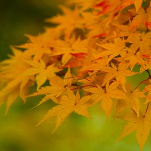Preview wallpaper maple, leaves, branches, nature, autumn
