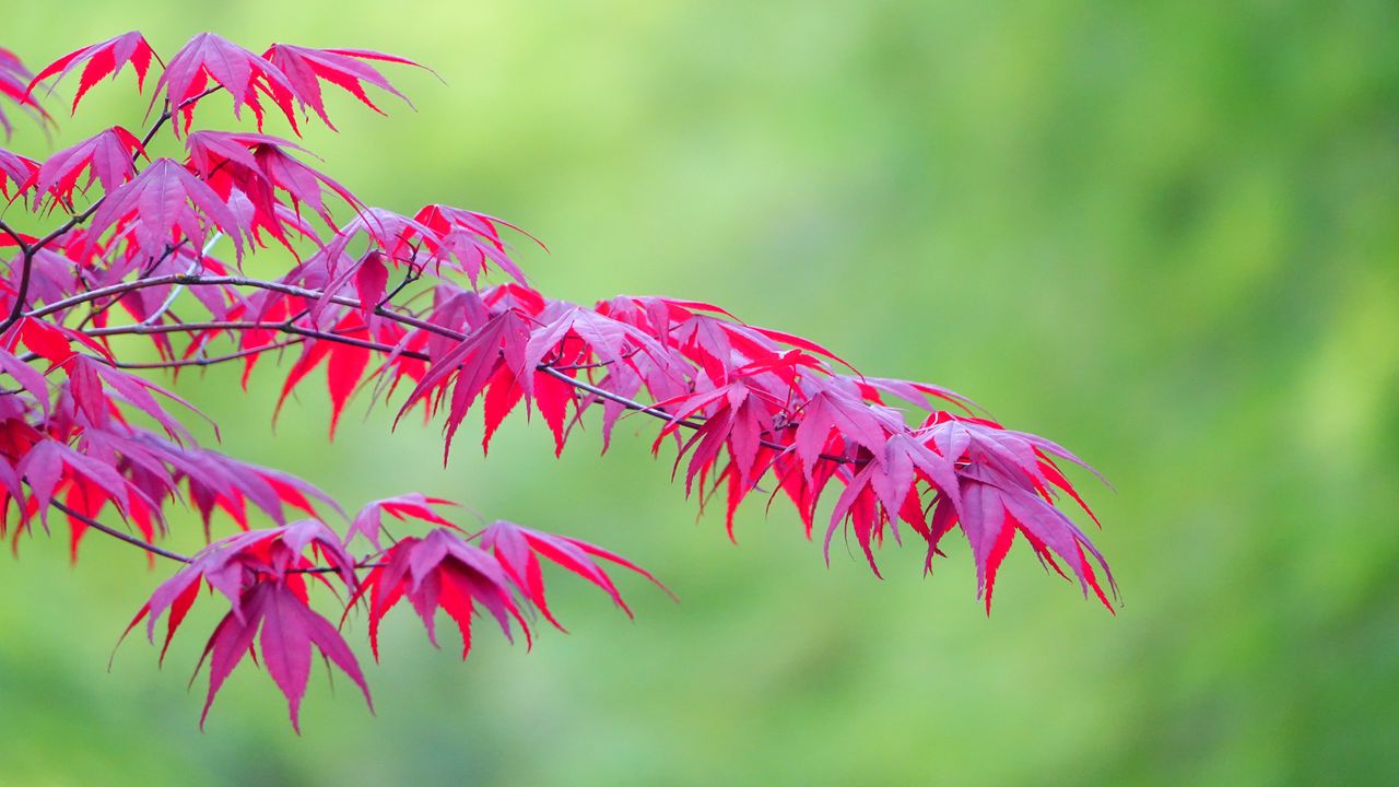 Wallpaper maple, leaves, branches, nature, blur