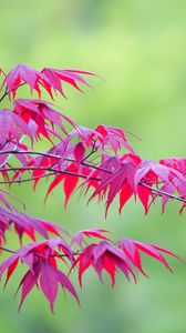 Preview wallpaper maple, leaves, branches, nature, blur