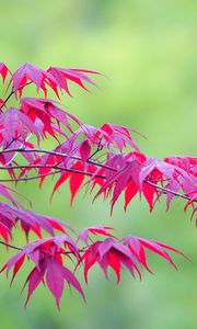 Preview wallpaper maple, leaves, branches, nature, blur