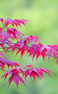 Preview wallpaper maple, leaves, branches, nature, blur