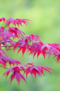 Preview wallpaper maple, leaves, branches, nature, blur