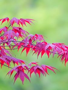 Preview wallpaper maple, leaves, branches, nature, blur