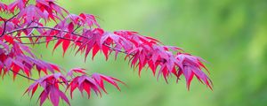 Preview wallpaper maple, leaves, branches, nature, blur