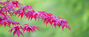 Preview wallpaper maple, leaves, branches, nature, blur