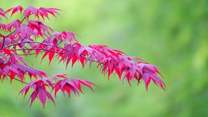 Preview wallpaper maple, leaves, branches, nature, blur