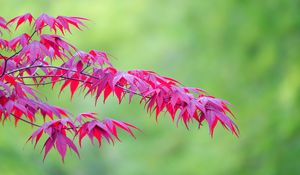 Preview wallpaper maple, leaves, branches, nature, blur