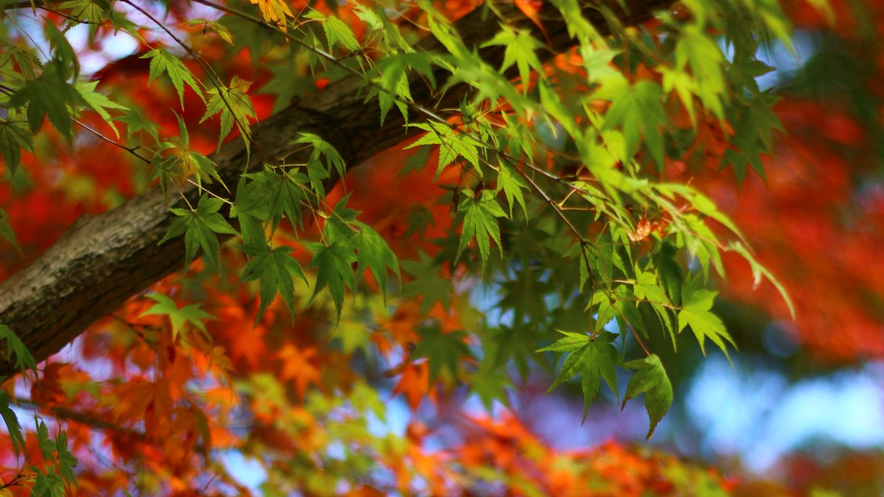 Wallpaper maple, leaves, branches, trees, blur