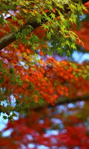 Preview wallpaper maple, leaves, branches, trees, blur